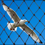 Bird-Netting-For-warehouses